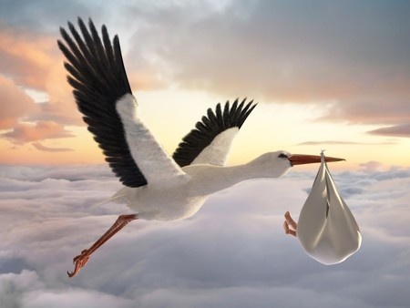 stork