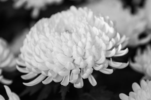 chrysanthemum