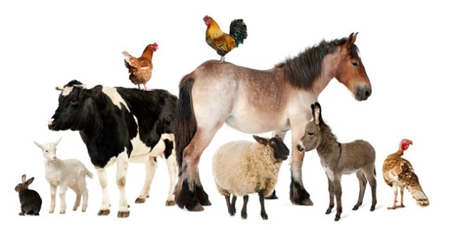FarmAnimals