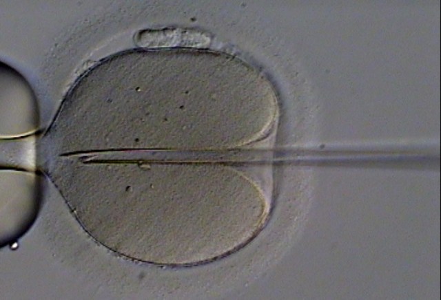 IVF Impact Ethics
