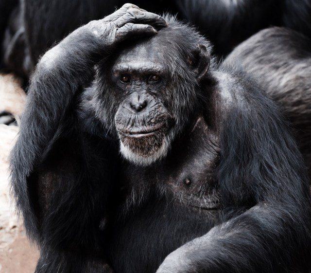 old-chimpanzee-11298298953dvv